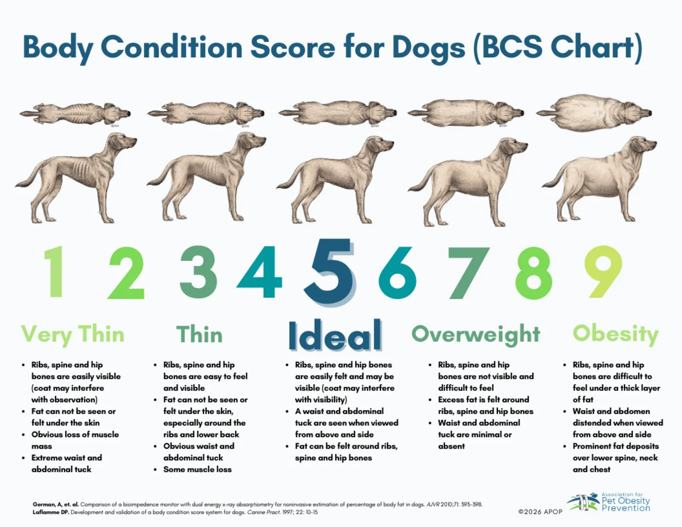 Body Condition Score chart for dogs, 1 to 9 scale from very thin to obesity