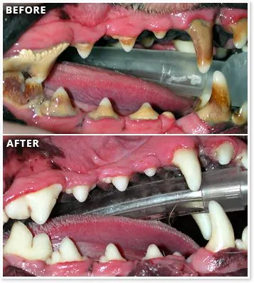 Pet dental care at Hearthstone Animal Clinic in Cypress, TX