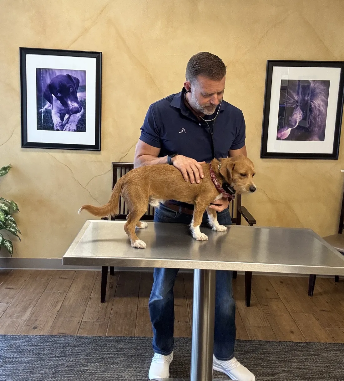 Dr. Steve Pelton examining a pet with a stethoscope at Hearthstone Animal Clinic in Cypress, TX