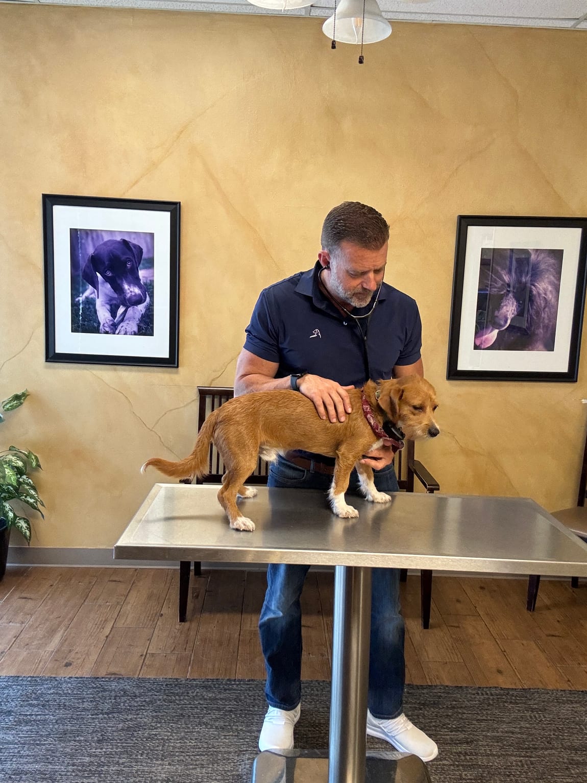 Dr. Pelton examining a rescue pup with his stethoscope at Hearthstone Animal Clinic