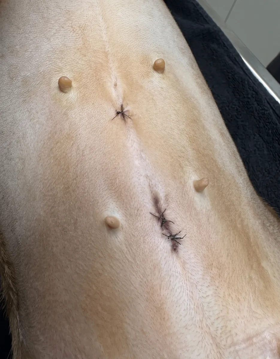 Healed laparoscopic spay incisions on a dog — three tiny 1.5 to 2cm openings