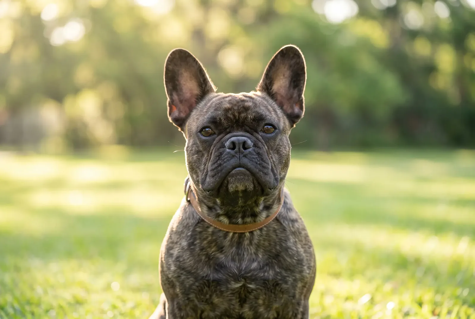 Adult male brindle French Bulldog with bat ears sitting on a Texas park lawn, illustrating a guide on when to neuter a French Bulldog