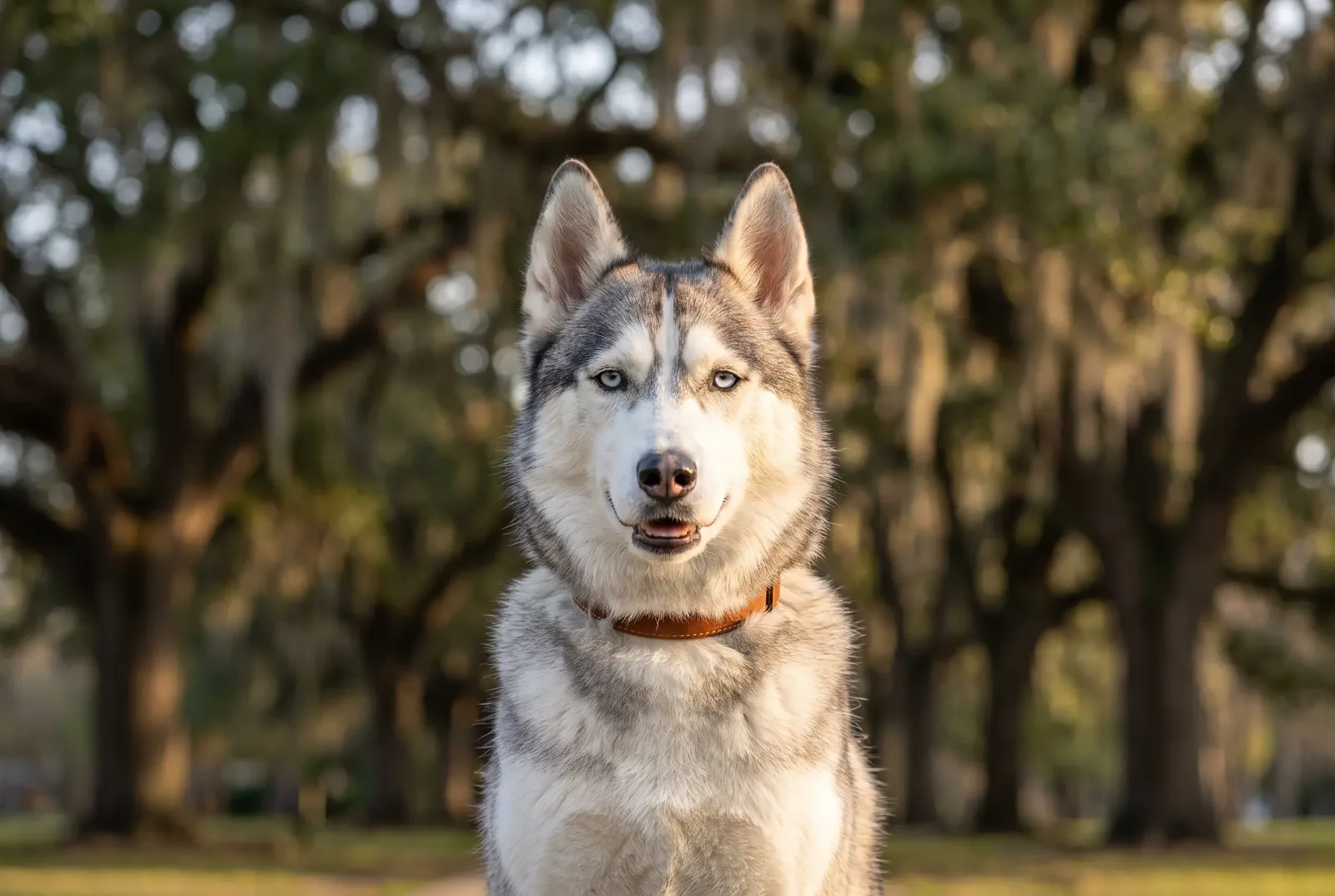 Adult female grey-and-white Siberian Husky sitting in a Texas park, illustrating a guide on when to spay a Husky