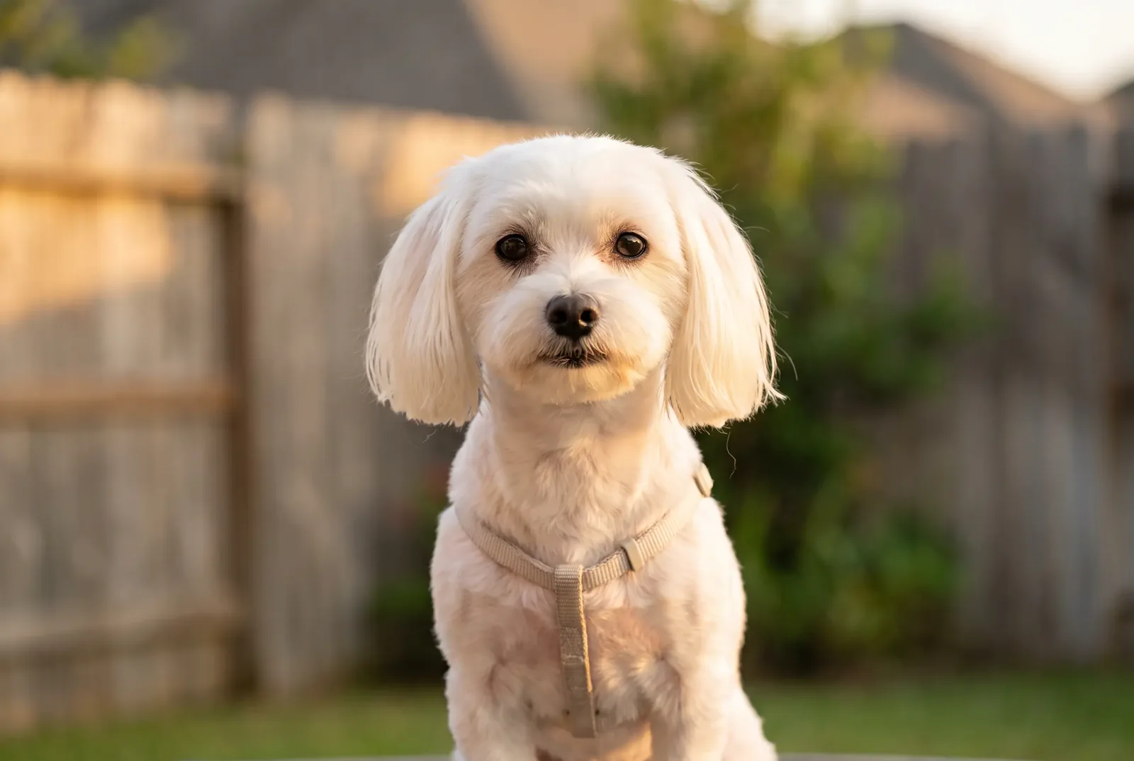 Adult female white Maltese sitting in a Texas backyard, illustrating a guide on when to spay a Maltese