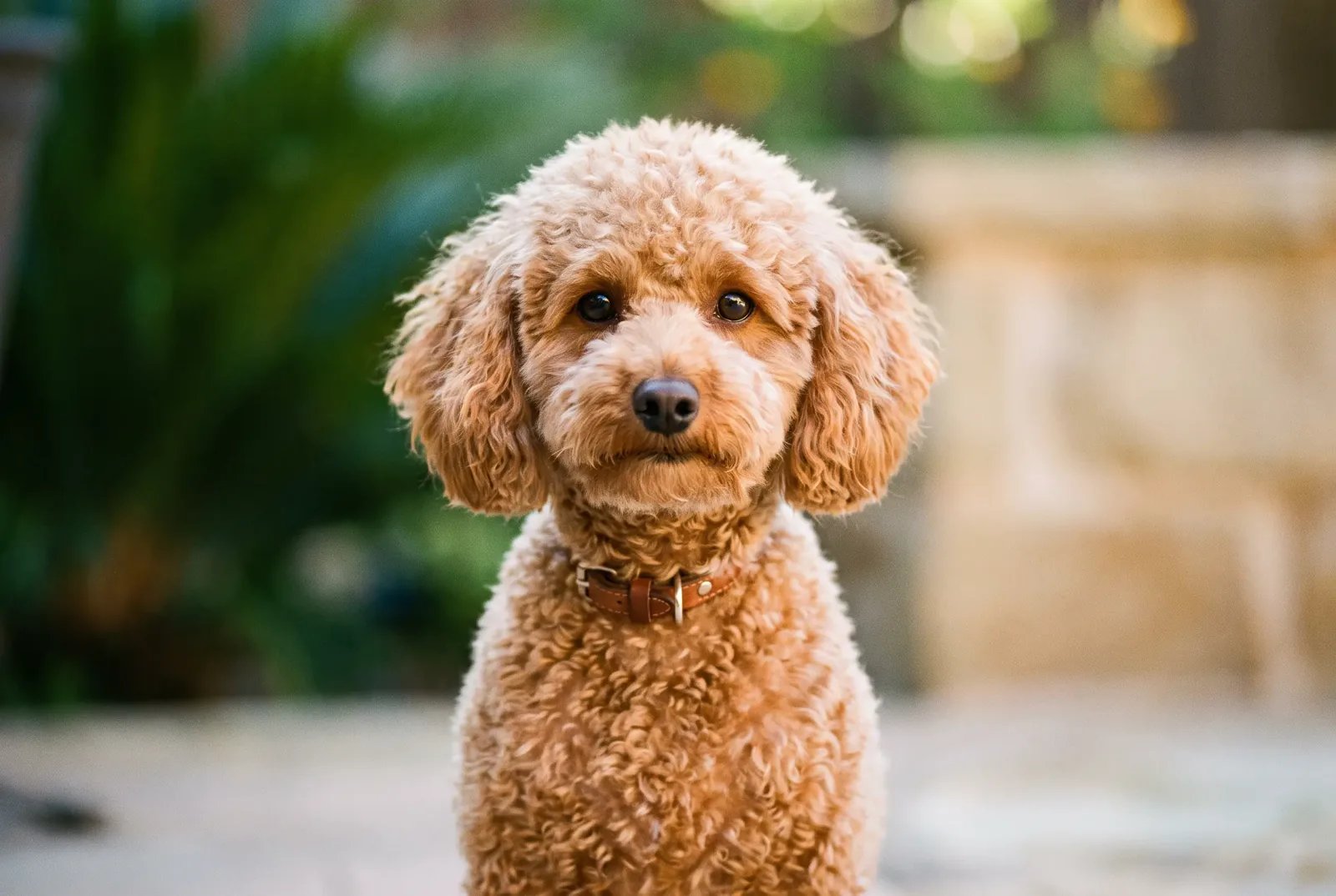 Adult male Miniature Poodle with a silver curly coat sitting on a Texas porch, illustrating a guide on when to neuter a Miniature or Toy Poodle