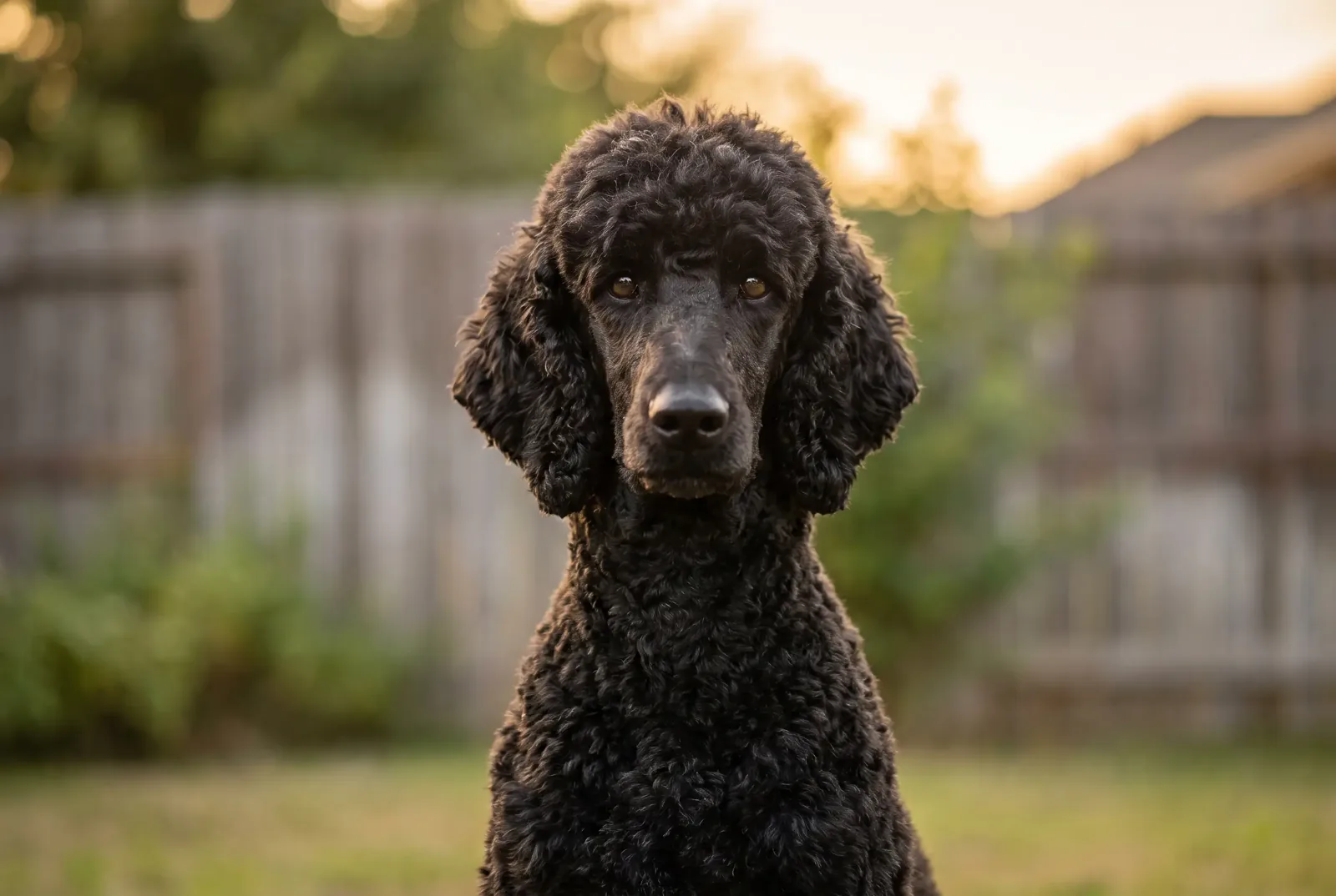 Adult female Standard Poodle with a dark curly coat sitting on a Texas lawn, illustrating a guide on when to spay a Standard Poodle