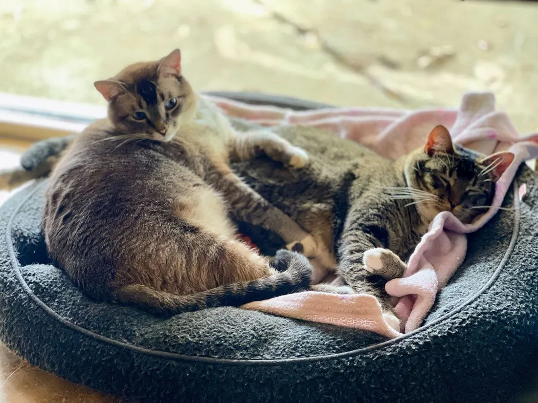 Eli & Leo at Hearthstone Animal Clinic - Business Associates at Hearthstone Animal Clinic