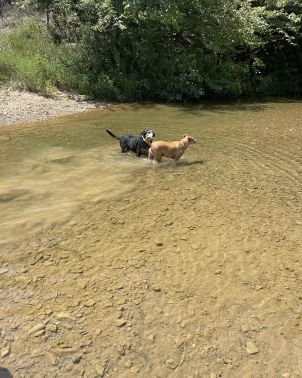 Dogs playing in the creek water