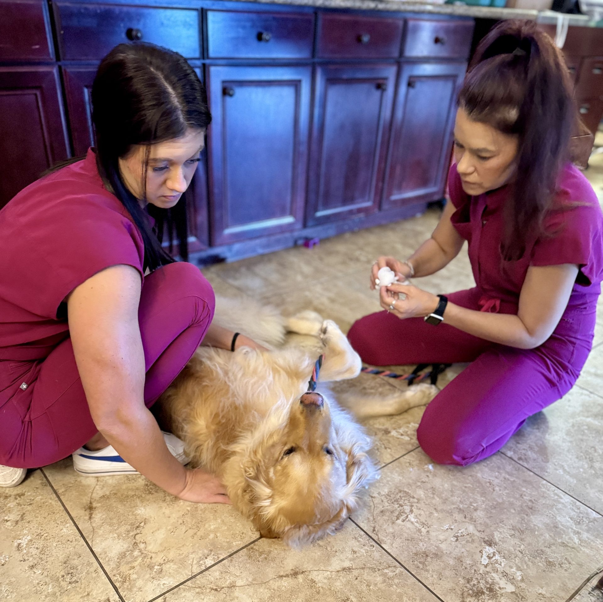 Professional veterinary examination of a golden retriever demonstrating proper health monitoring techniques