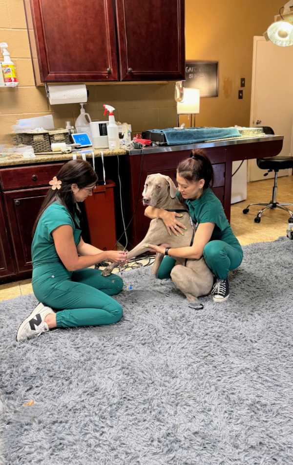 Our veterinary team providing compassionate pre-surgical care
