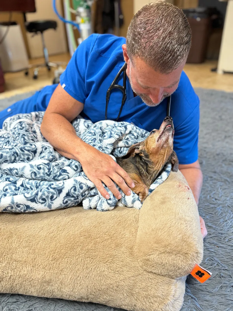 Dr. Pelton providing gentle, calming care to a relaxed dog during a drop-off appointment